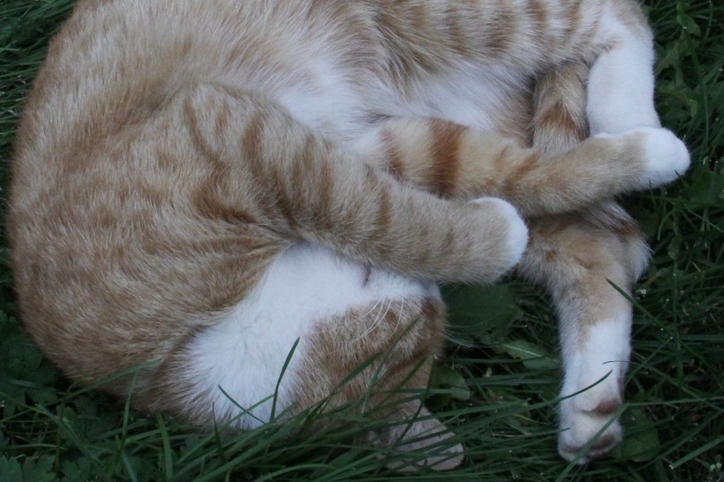Кошка, спящая в траве
