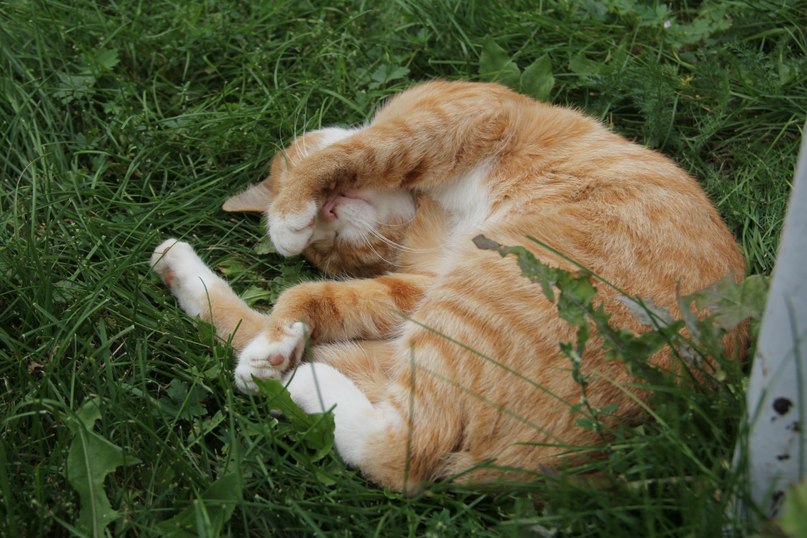 Кошка, спящая в траве